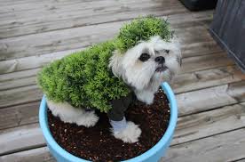 This diy chia seed pet is the perfect test run, plus the kids will love it!get social with fablife:like fablife on. Diy Halloween Costumes For Dogs Chia Pet Petguide