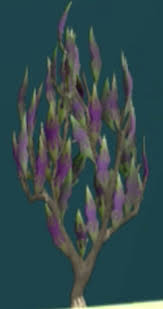 They can be planted in the cactus patches found in al kharid, in the imperial district in menaphos, and by the northern totem hotspot on anachronia. Nightshade Bush Rare Wiki