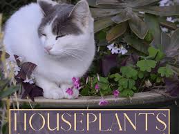 We did not find results for: A Z List Of Houseplants That Are Poisonous To Your Cats Pethelpful