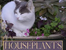 You might notice drooling, vomiting, diarrhea, or no symptoms at all. A Z List Of Houseplants That Are Poisonous To Your Cats Pethelpful
