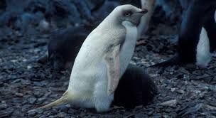 How do penguins keep warm? Pinguinwissen