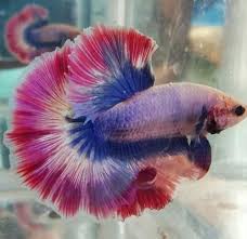 Full Moon Fighter Fish At Rs 100 Piece Fish Id 20229838448