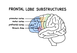 Image result for Frontal Lobe