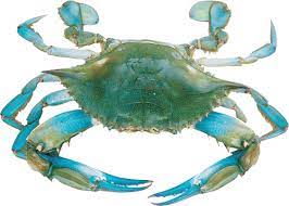 Pin By Claudia Valenzuela On Beauty Blue Crab Crab Tattoo Crab