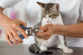 However, we are excited to offer remote adoptions using video. Declawing Surgeries Can Lead To Destructive Behavior In Cats Some Say More Efforts To Ban Practice Urged Chicago Tribune