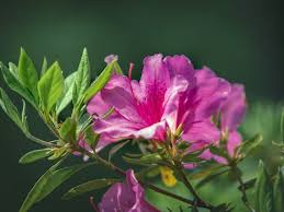 Image result for Brownleea maculata