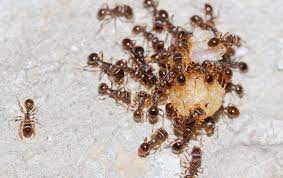 Sends pulses through the wiring in your walls & protects multiple rooms. Blog How To Get Rid Of Sugar Ants