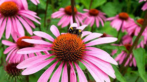 Choose category vegetable gardening flower gardening soil and compost backyard habitat attracting beneficial bees. Bring Back The Pollinators Minnesota Pollution Control Agency