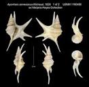 WoRMS - World Register of Marine Species - Aporrhais serresiana ...