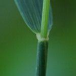 Image result for Sacciolepis indica