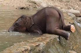 We did not find results for: Pictures Worth More Than 1000 Words 24 Images Baby Animals Funny Cute Animal Pictures Baby Animals Pictures