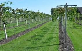 Maybe you would like to learn more about one of these? Auction Hoogstraten Sees Rise In Kiwiberry Harvest Hardy Kiwi Trellis Kiwi Trellis Edible Landscaping