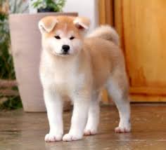 The group hidden among stars if you wanna get a higher rank purchase or talk on the. Akita Pedigree
