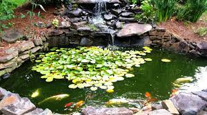 Water sound in khoi pond very loud. How To Make A Beautiful Goldfish Pond Dengarden