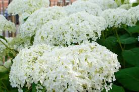 De zomer, wie houdt er niet van? 11 Zomerbloeiers Voor Een Uitbundige Bloemenzee In De Tuin Max Vandaag