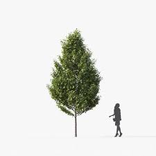 Free 3d Models Dcxx Small Tree Ejezeta Small Trees 3d Model Model