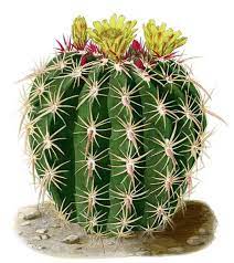 What are the basic characteristics of a cactus? Summary Of Barrel Cactus And Its Traditional Use Kumeyaay Garden University Of San Diego
