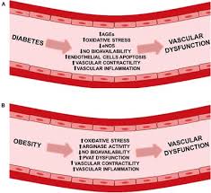 Perceptual and physiological studies show us that whispered speech is subtly di�erent from phonated speech, and is surprisingly able to carry a tremendous amount of information. Vascular Dysfunction In Diabetes And Obesity Focus On Trp Channels Physiology Frontiers