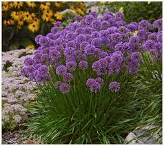 Founded in 1991, we specialize in growing regionally hardy perennials, offer landscape. Cottage Farms 3 Piece Millennium Allium Page 1 Qvc Com Planting Flowers Flowers Perennials Plants