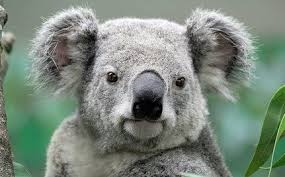 Injured Koalas In Australia Need You To Sew Them Mittens Koalas Funny Animal Photos Koala Bear