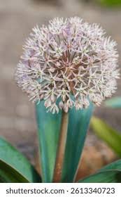 Image result for Alliaceae