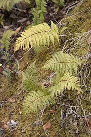 Image result for Arthropteris anniana