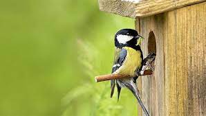 De koolmees heeft ook de kast ontdekt. Even Voorstellen Koolmees Vogelbescherming