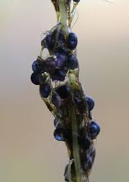 Image result for Utricularia stellaris