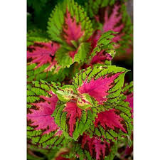 Image result for Coleus guerkei