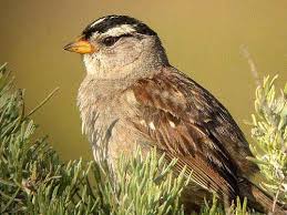 Grey Bird With Black And White Striped Head Backyard Bird Identification Sparrows And Finches Backyard Birds Bird Identification Small Birds