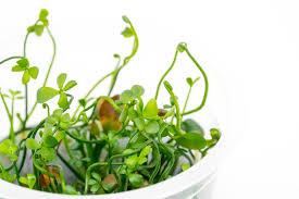 Image result for Marsilea apposita