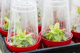 Das ist das neue ebay. How To Build A Diy Indoor Greenhouse 5 Simple Steps True Value