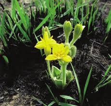 Image result for Hypoxis rigidula