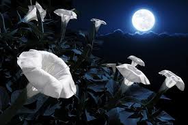 Check spelling or type a new query. Butterfly And Moon Gardens For Moths Compassionate Roots