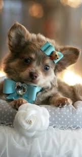 Rare Lavender Long Hair Chihuahua Blue Eyes ãƒãƒ¯ãƒ¯