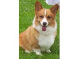 Click here to view corgi dogs in virginia for adoption. Pembroke Welsh Corgi Puppies In Pennsylvania