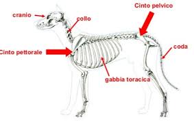 Lo scheletro è costituito da due parti: Anatomia Comparata Apparato Scheletrico Assile Flashcards Quizlet