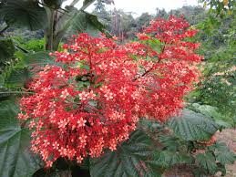There are approximately 361 mammal species, 694 bird species, 250 reptile species, and 150 frog species found in malaysia. Balai Serama Guesthouse Flora And Fauna Of Malaysia Photo
