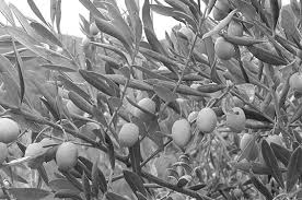 Olive Varieties Olives Novavine