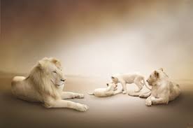 The great collection of lion white background for desktop, laptop and mobiles. 115710 Lion Family White Background White Lion Mocah Hd Wallpapers