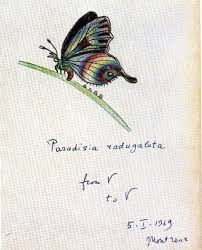 Vladimir Nabokov S Scientific Butterfly Illustrations Butterfly Illustration Butterfly Illustration