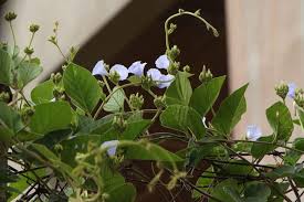 Image result for Jacquemontia