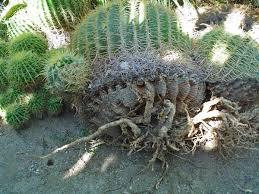 Cactus cutting if taken care can increase the chance of growing a new plant from the main once dry dip the cut part of the pad in the rooting hormone( optional ). 5 Tips For Safely Comfortably Handling Cactus Sharp Succulents Orange County Register