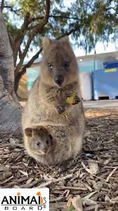 Cute Quokka Family Video Cute Baby Animals Cute Animals Funny Animals