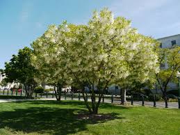 Image result for Chionanthus