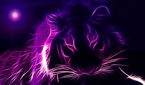 Black Purple Lion Paars Behang Paarse Achtergronden Dieren Mooi