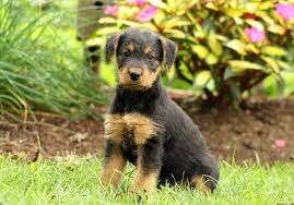 Find your perfect canine companion today! Airedale Terrier Puppies For Sale Greenfield Puppies