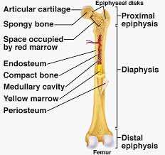 Each system contains haversian canals surrounded by concentric. Anatomy Of Long Bone Google Search Anatomy Yellow Marrow Cavities