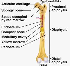 Long bones follow the process of endochondral ossification where the diaphysis grows inside of cartilage from a primary ossification center until it forms most of the bone. Anatomy Of Long Bone Google Search Yellow Marrow Anatomy Anatomy And Physiology