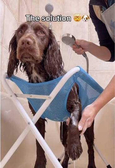 Dog Showering Gif | TikTok